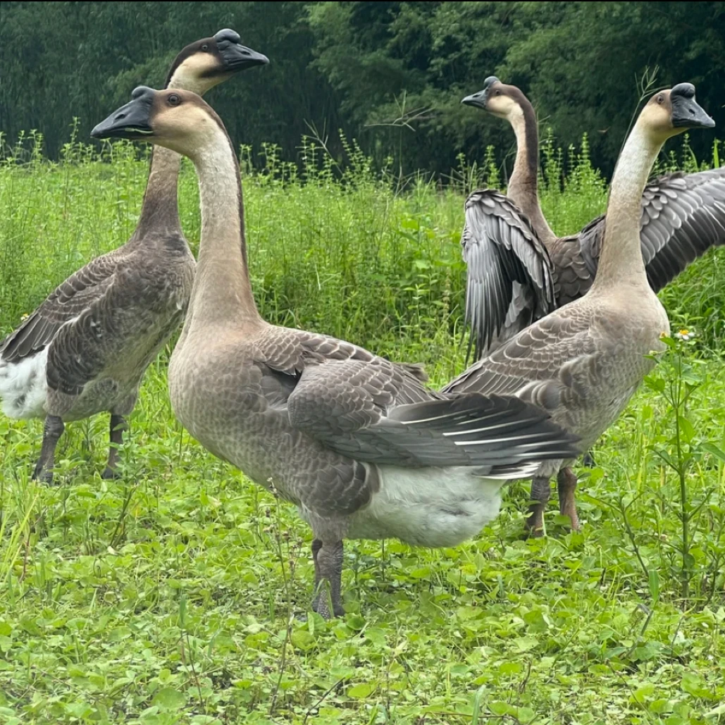 农家散养大白鹅新鲜整只京东顺丰冷链发货