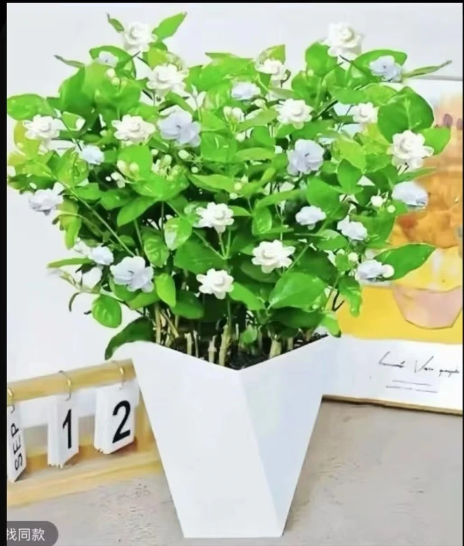 茉莉花盆栽四季开花重花瓣浓香型室内室外阳台庭院