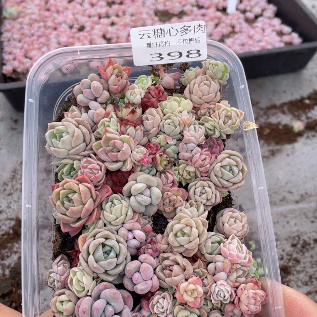 云糖心多肉植物398