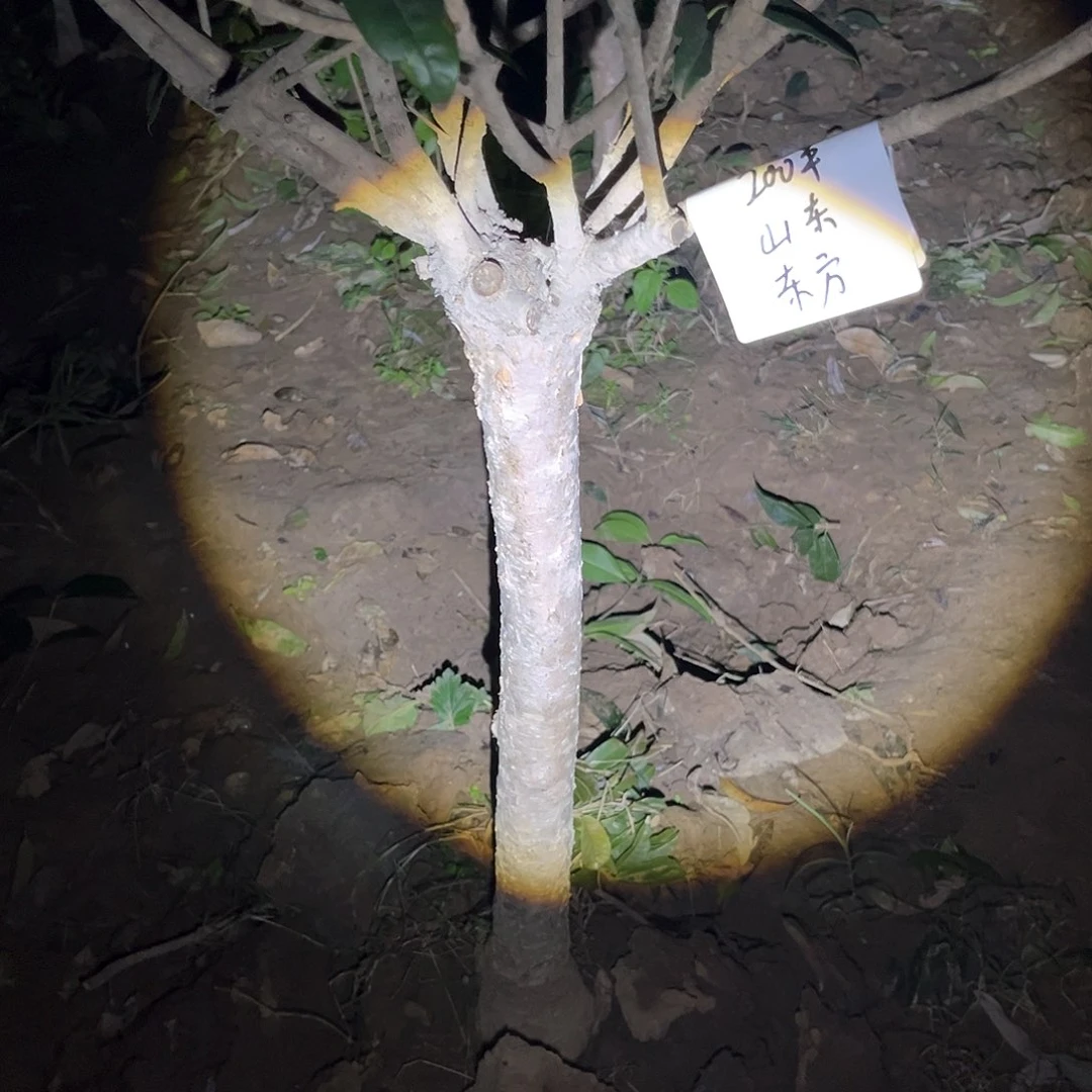 当前无花栽培后可以开花东*
