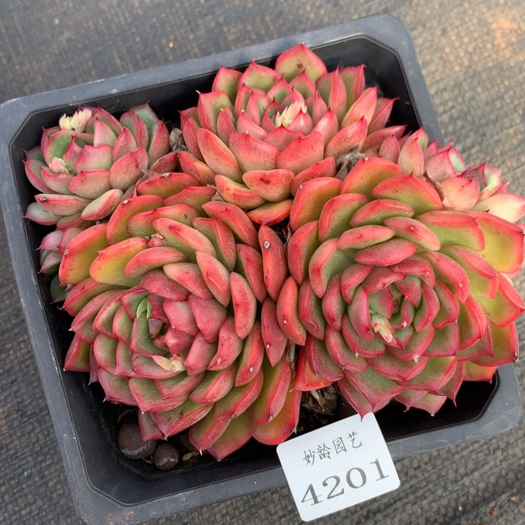 4201杂交精品基地14厘米