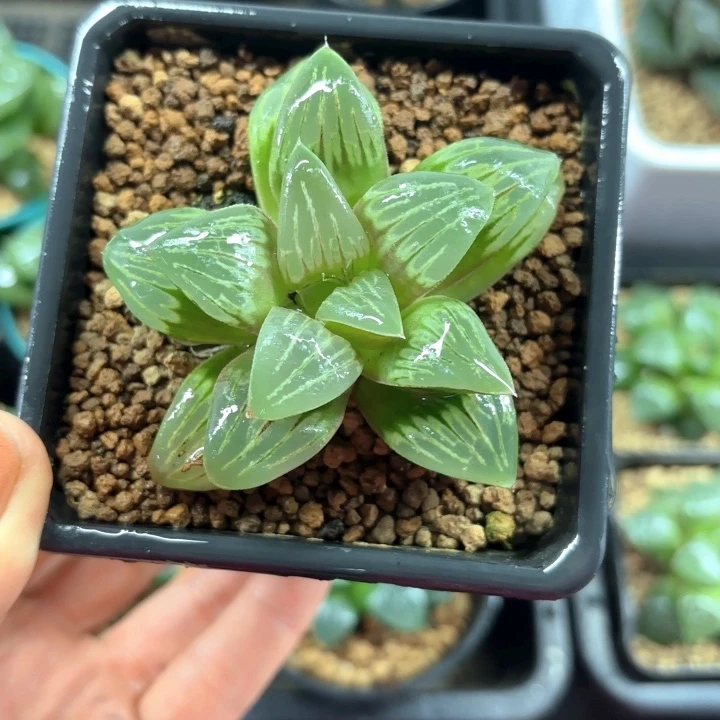 水晶银龟寿多肉植物