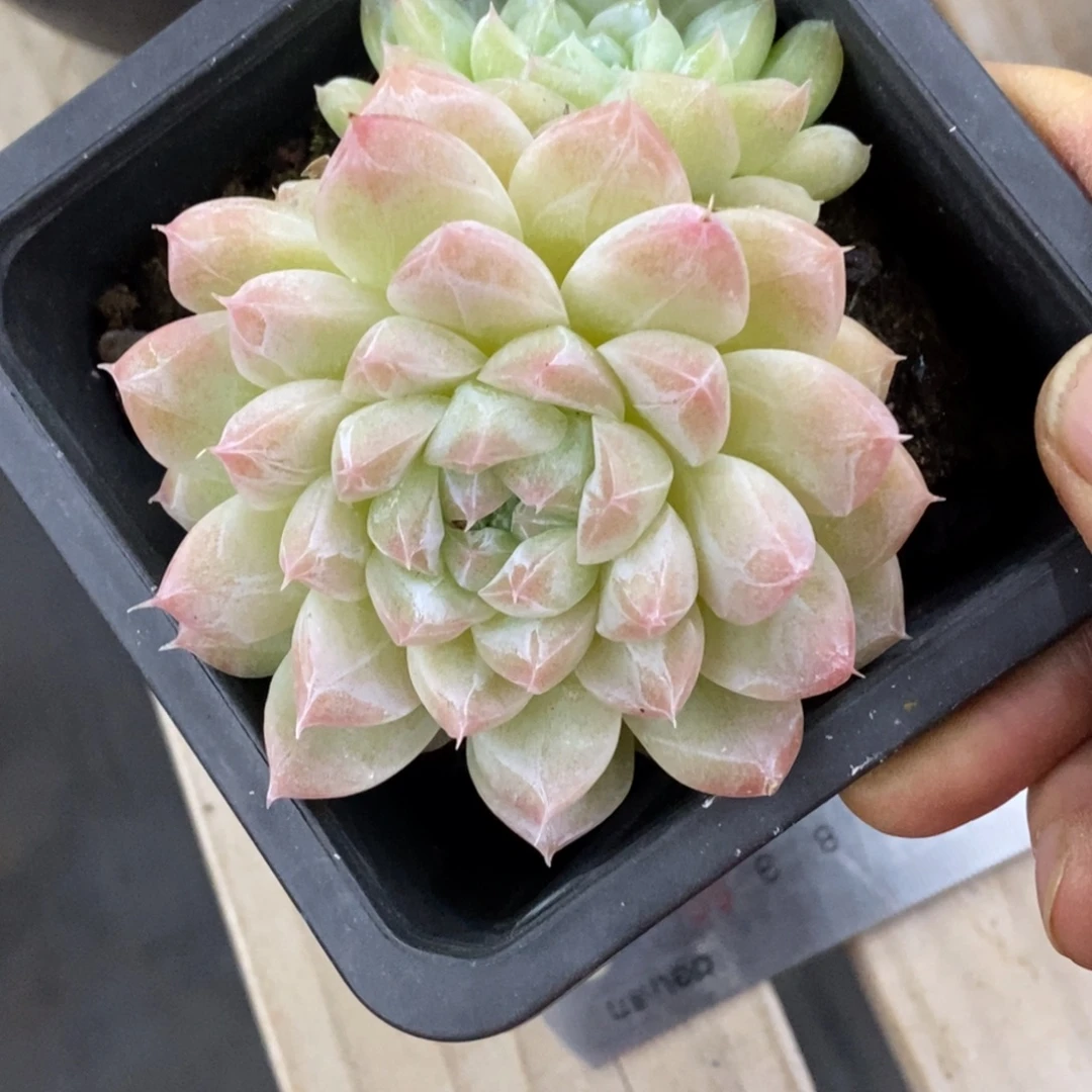 精品多肉一物一拍不包整338