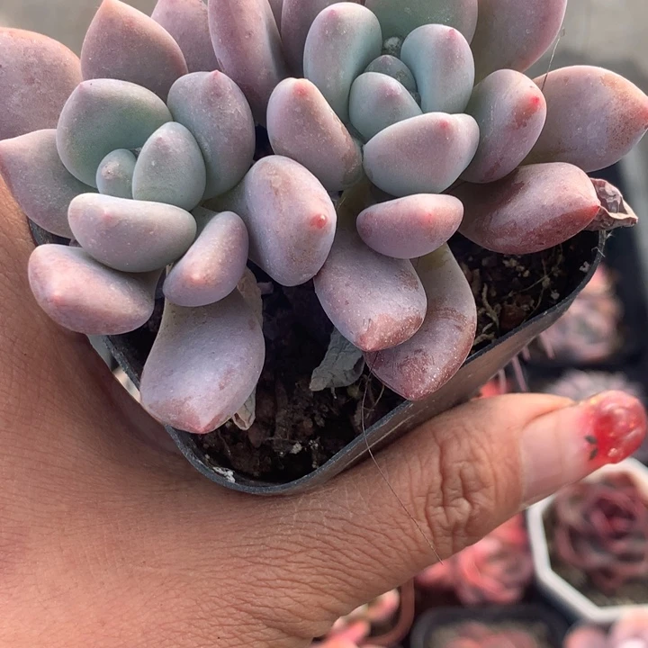 奥普琳娜 双 （不满9.99发叶子冷地区不买保温扣一颗多肉）