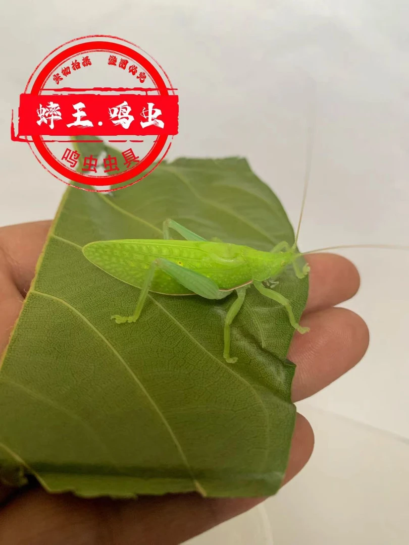 精品大翡螽斯纸盒模型爬宠用品适合爬虫爱好者