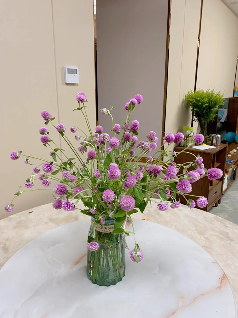 【悠哉生活】千日红 云南鲜花