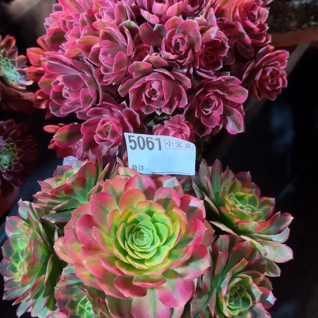 5061多肉组合多肉多肉