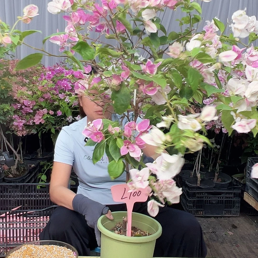 恰***妮当前无花栽培后可以开花L100漳红樱