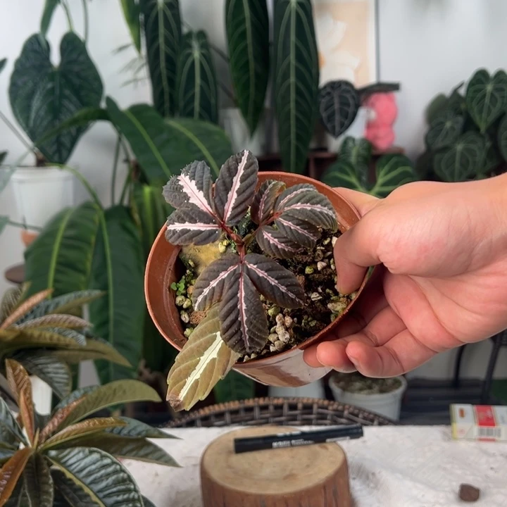 完全开放优雅火筒树