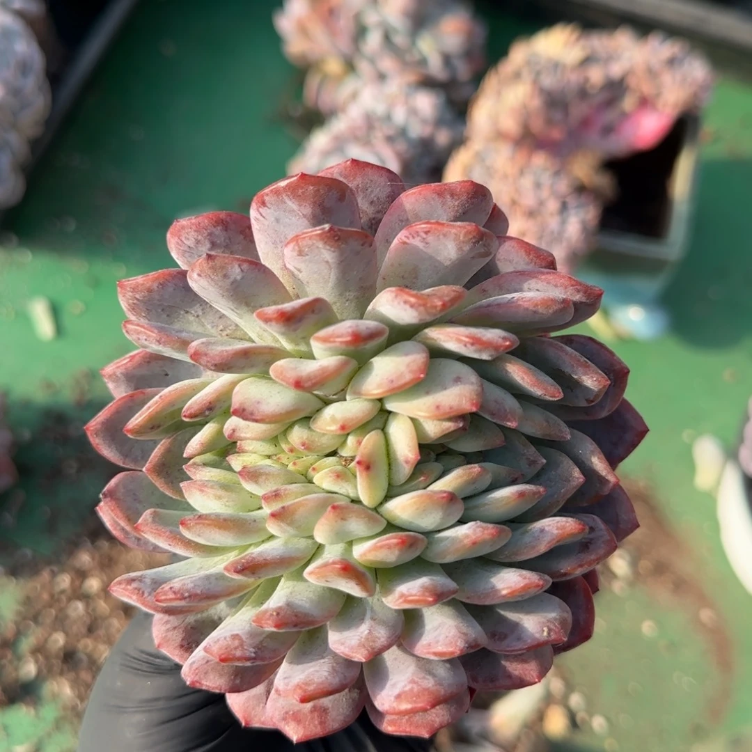 全明星缀一颗11111