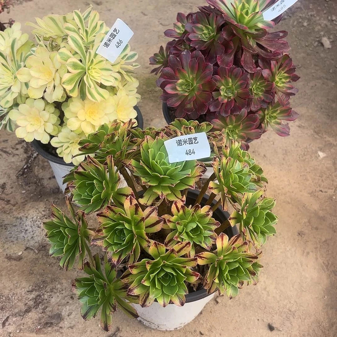 必火安娜白兰地砍头群多肉484-85-86