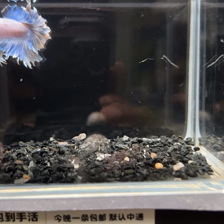 斗鱼竞拍跑单拉黑12日77