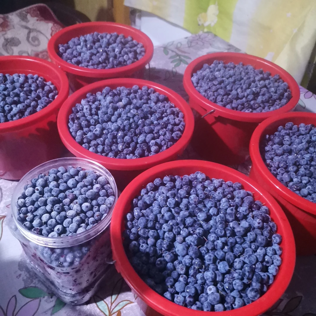 大兴安岭蓝莓新鲜速冻果都柿果 新疆西藏不发货
