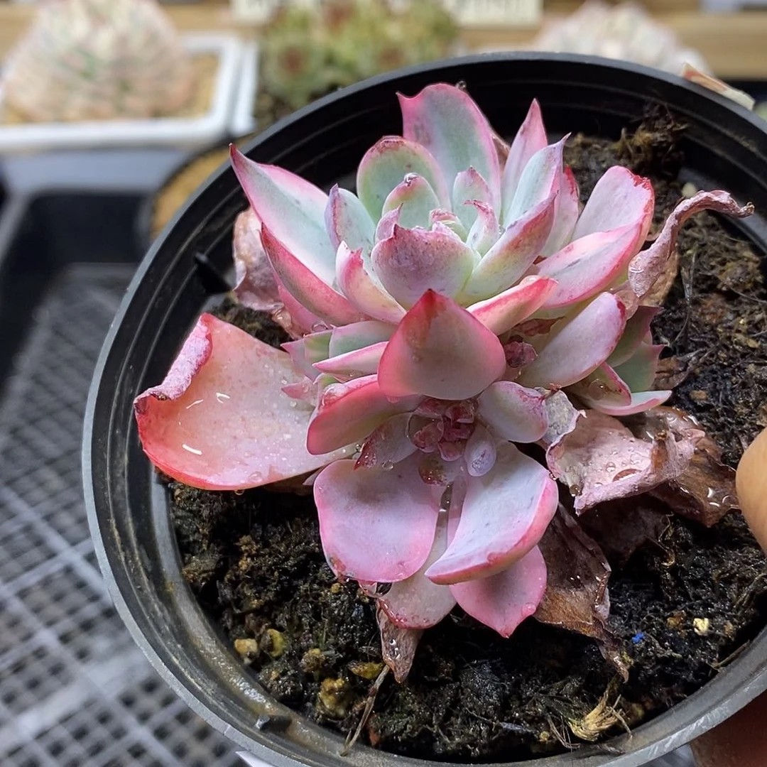 1692 阿美星锦变异群