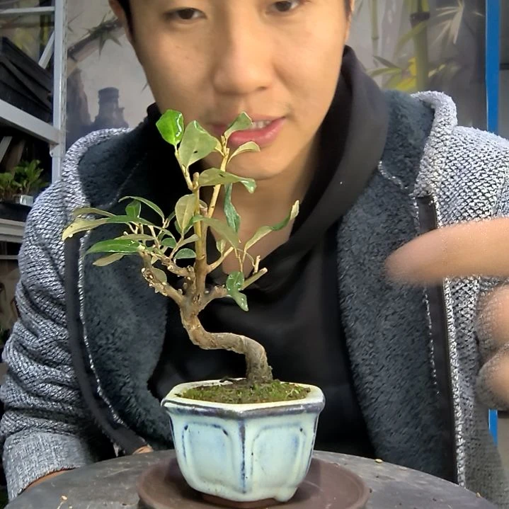 锦**河中青园艺一物一拍26