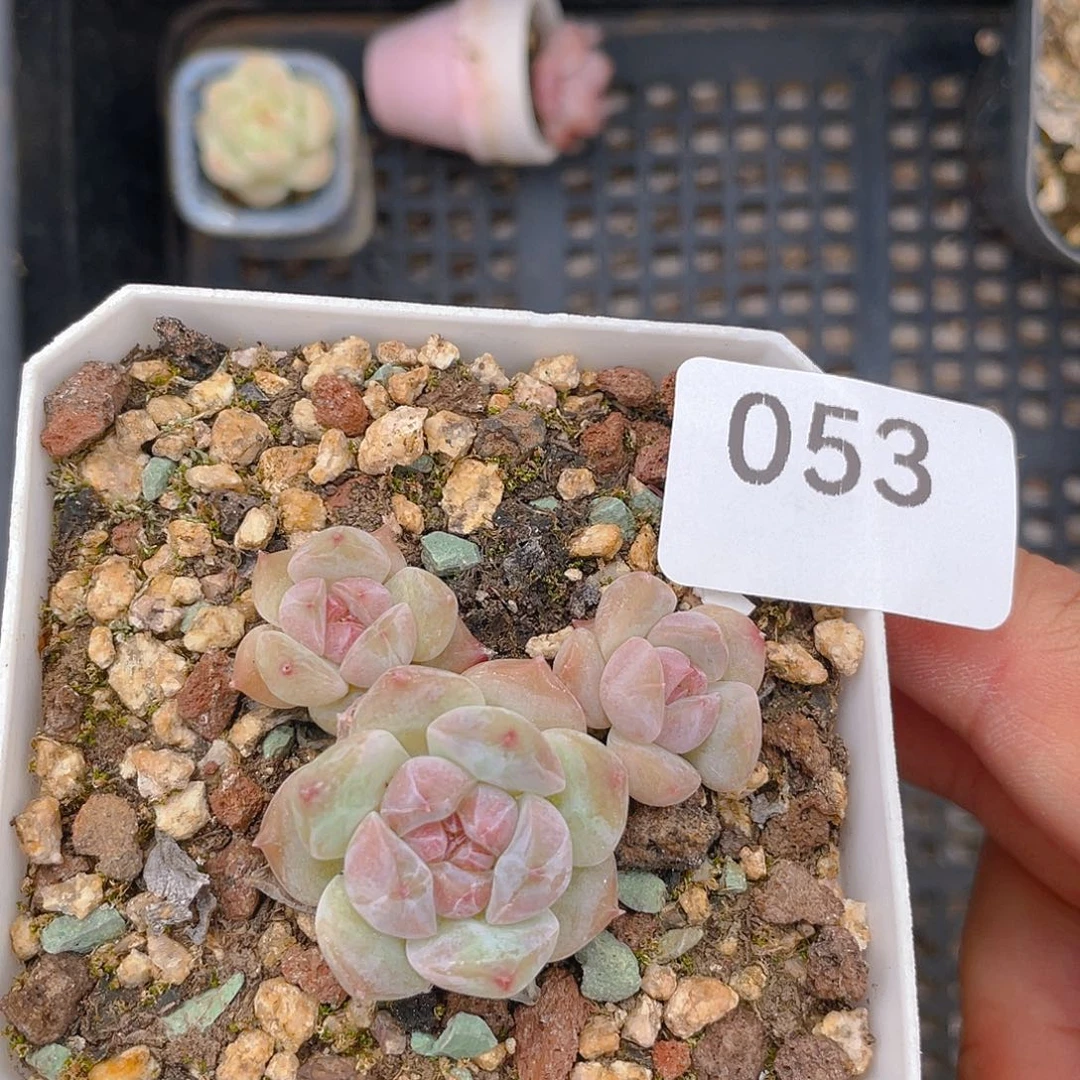 53。紫梦。