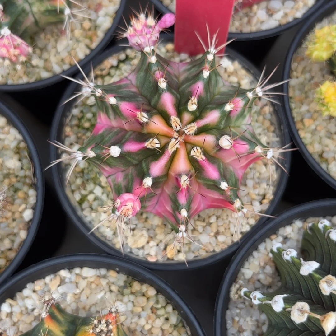 46-1220泰国发货多肉