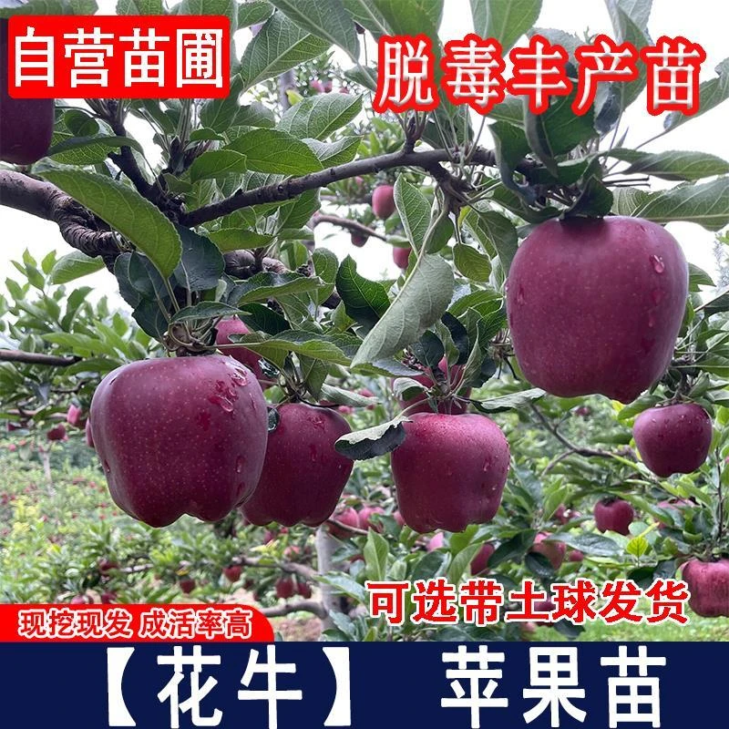 嫁接花牛苹果树树苗美国蛇果甘肃天水粉面苹果苗当年结果果树果苗