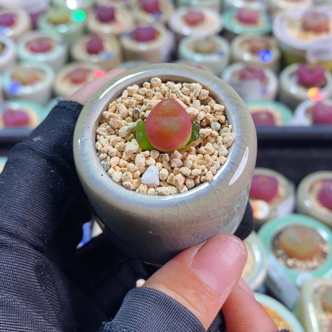 6040--一物一拍 带盆 吕