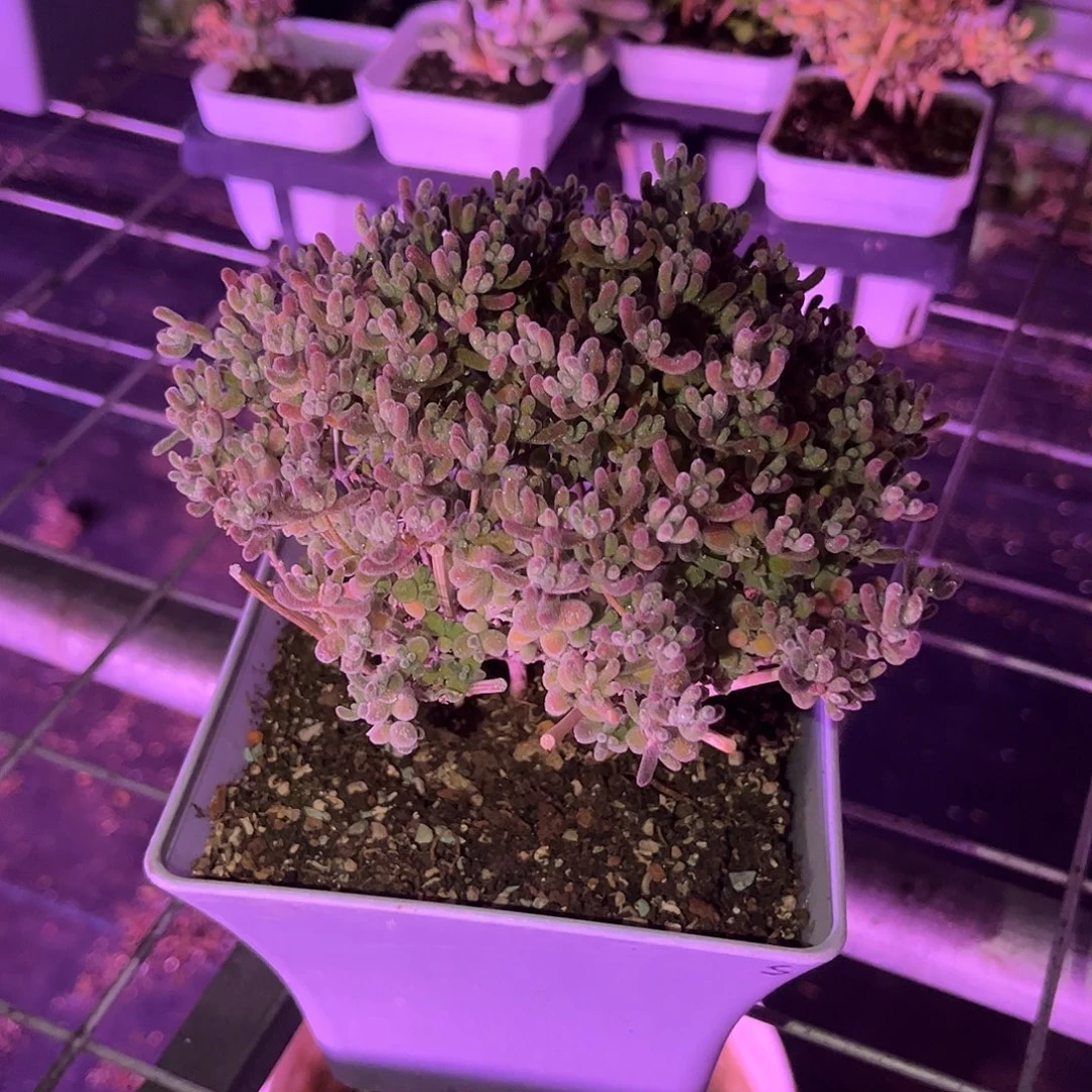 江***昕999实生精控优选冰晶