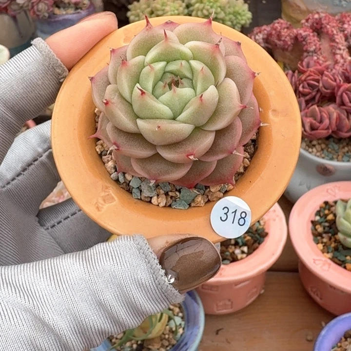 318 多肉含盆土 30元包邮 除偏远
