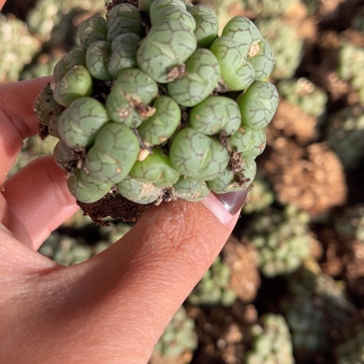 一颗猴脸群888888888888