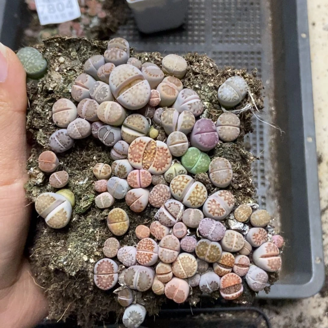 7806寿丽切糕有疤