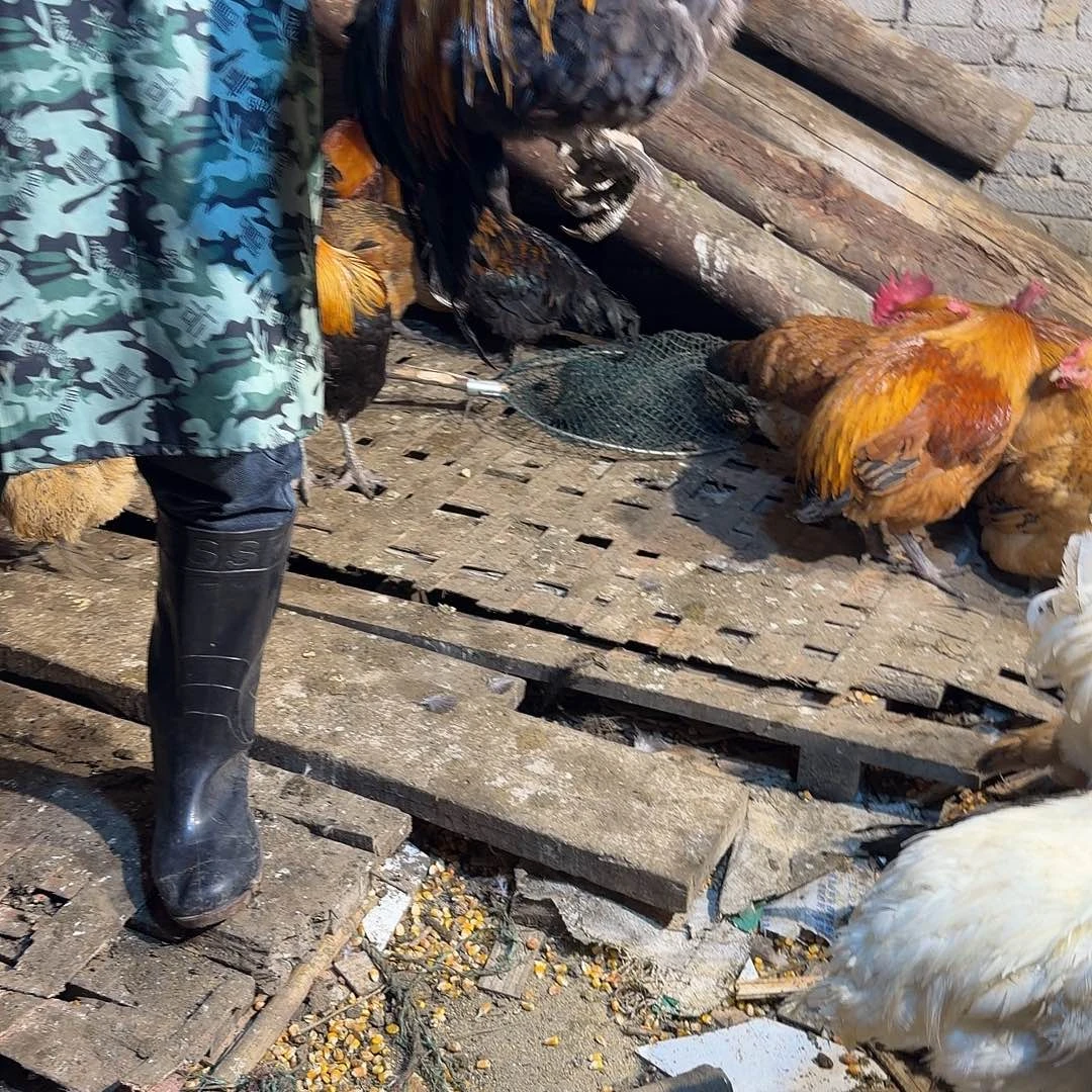 土鸡中国大陆土鸡