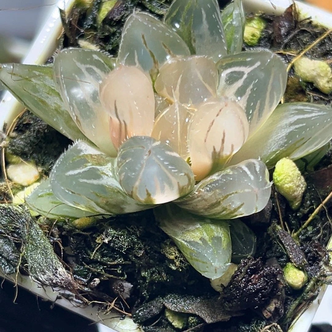 恭喜发财大吉大利0008