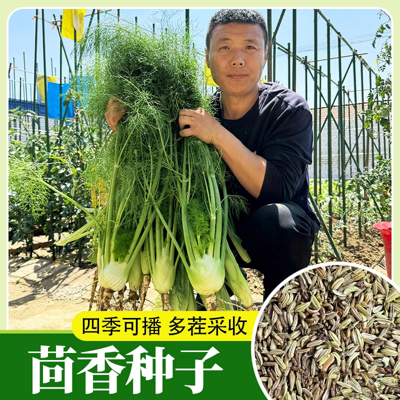 四季小茴香种子鲜嫩茴香种子荤香种籽
