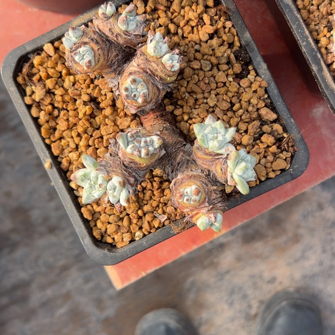 秃头小宝贝～一物一拍2015