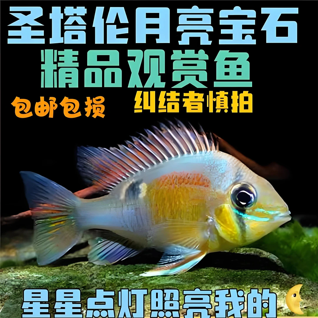圣塔伦月亮宝石食土关刀南美慈鲷淡水混养耐活热带观赏鱼