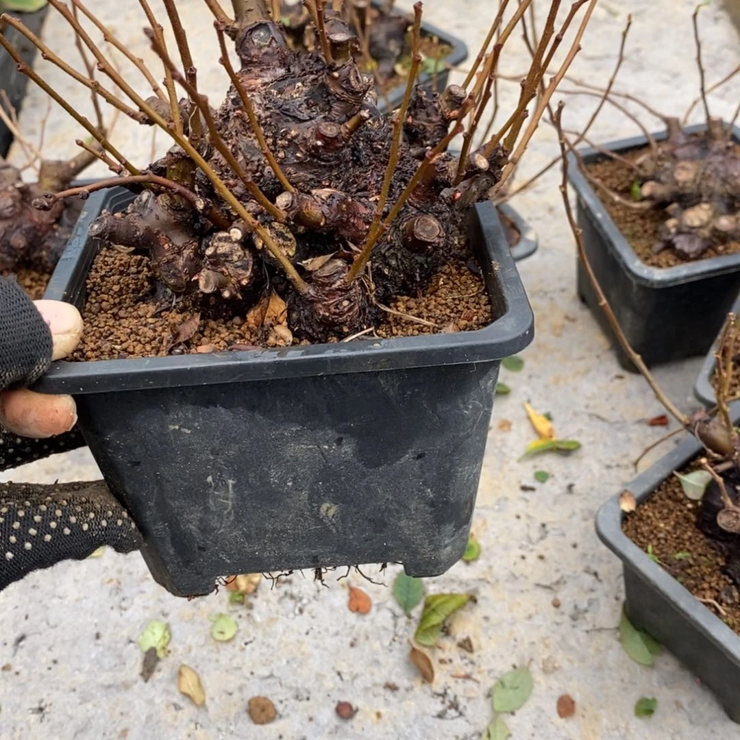 陪***子无花朵盆景盆景248