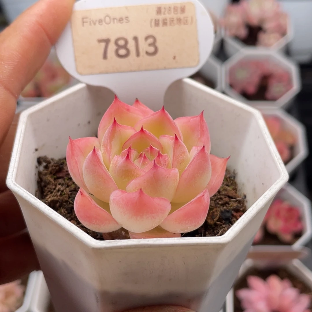 水晶玫瑰7813-4.0厘米