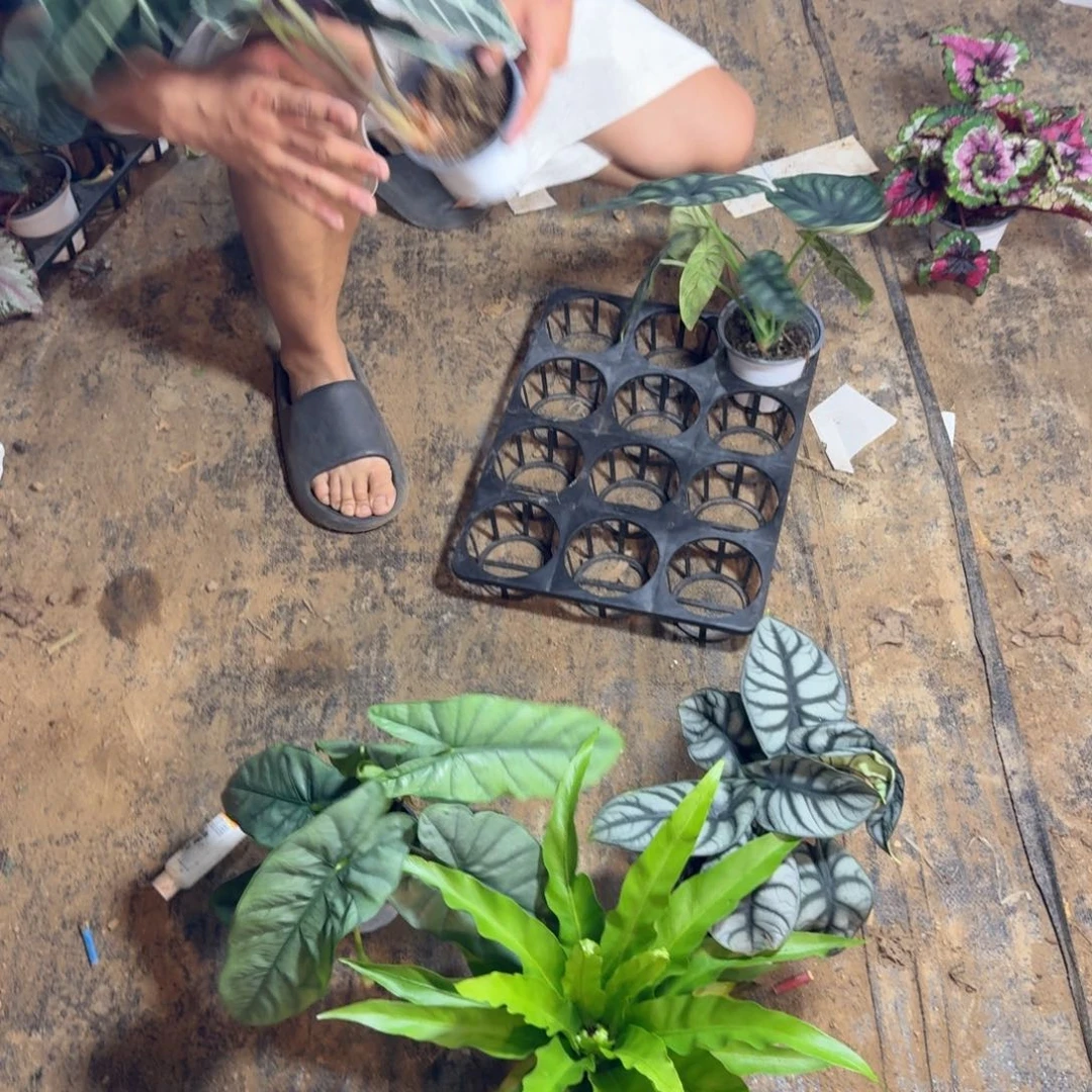 不开花植物海芋组合加随机秋海棠一颗套餐一