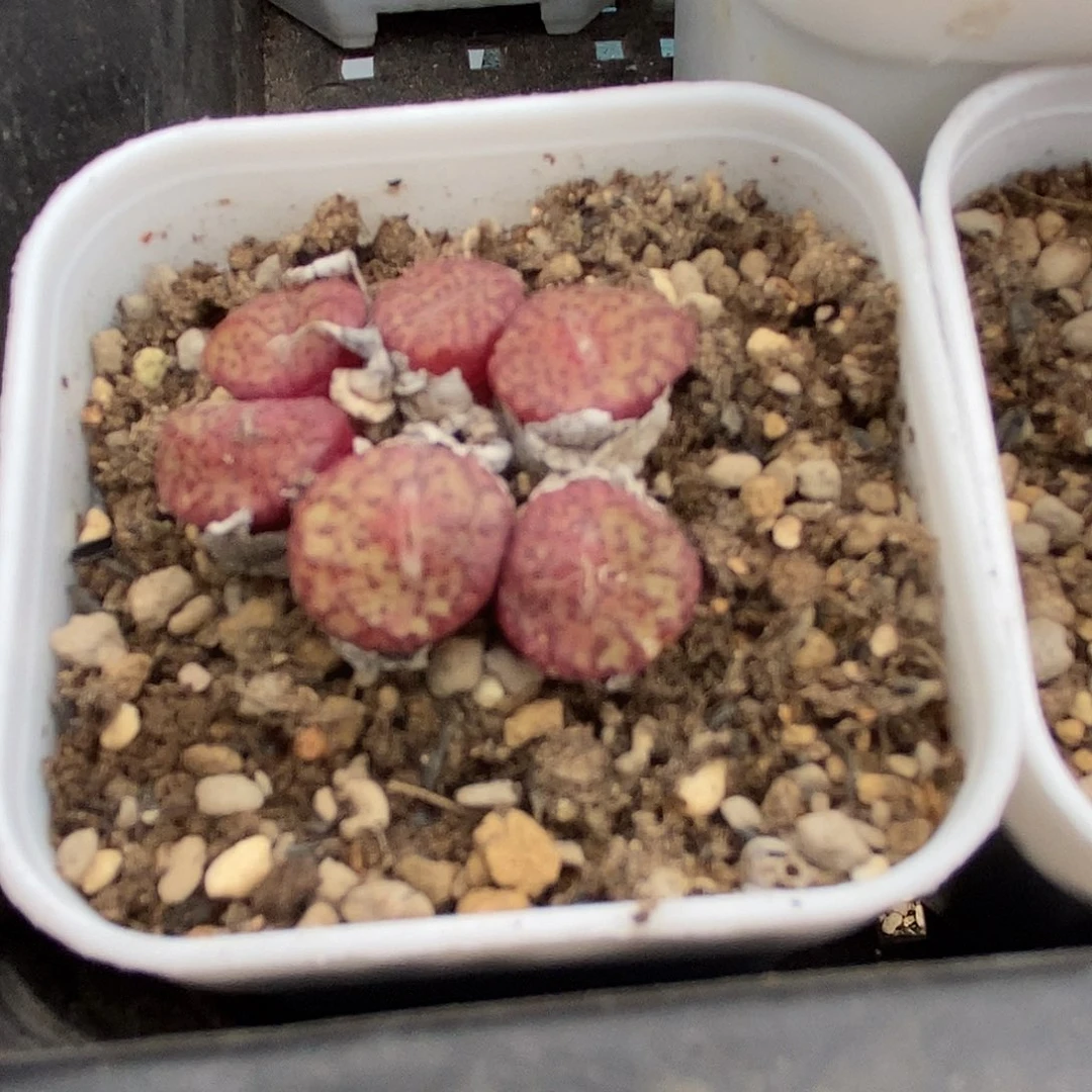 ๓**.桃喜花园0418-105安贞5颗