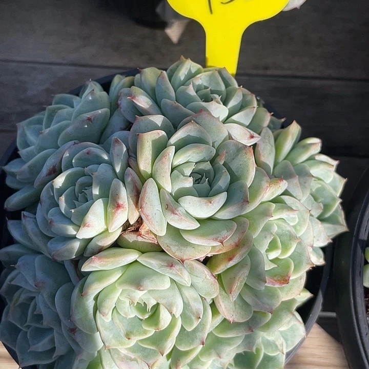 天鹅绒老桩群生52