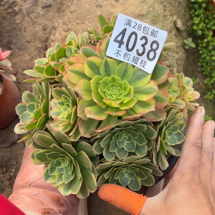 奶白多肉植物法师4038