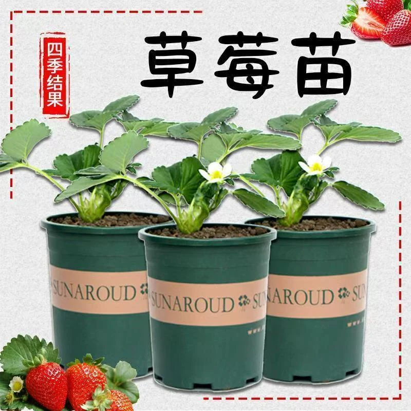 加仑盆草莓秧苗带盆原土四季结果阳台小院南北方栽种宁玉红颜奶油