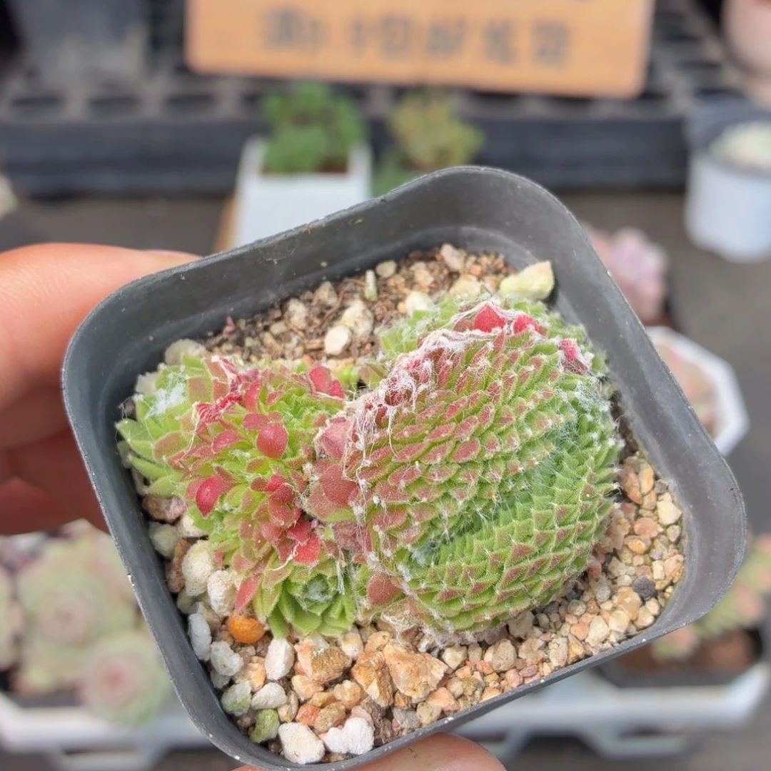 蛛丝卷卷缀化多肉9.9包邮发货