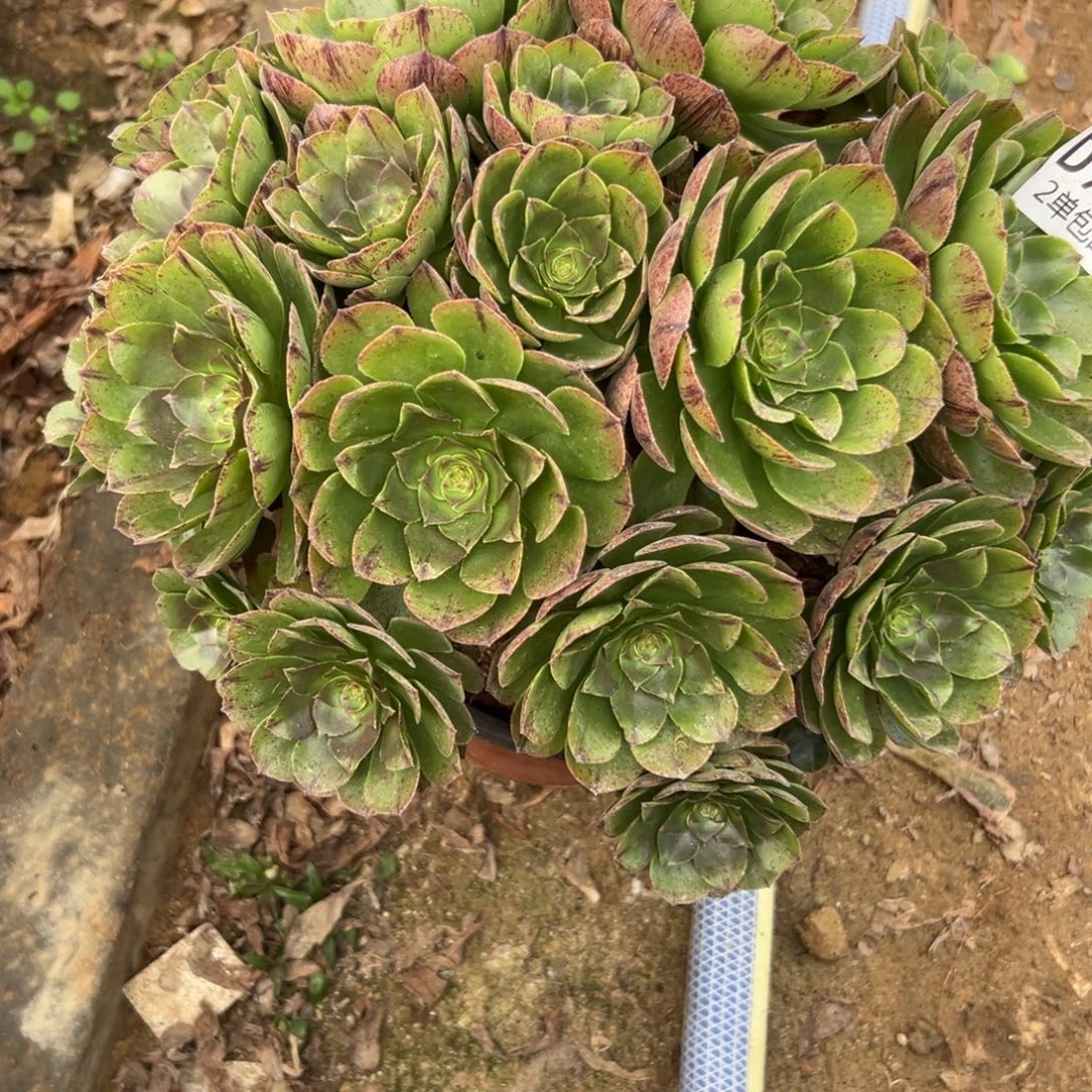 940多肉   万拉丝不包断头