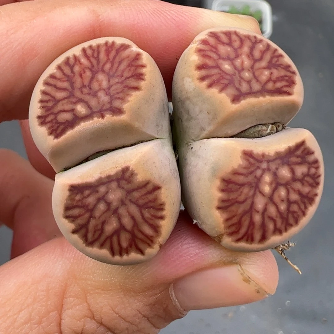 10.1好看的多肉脱土发货437