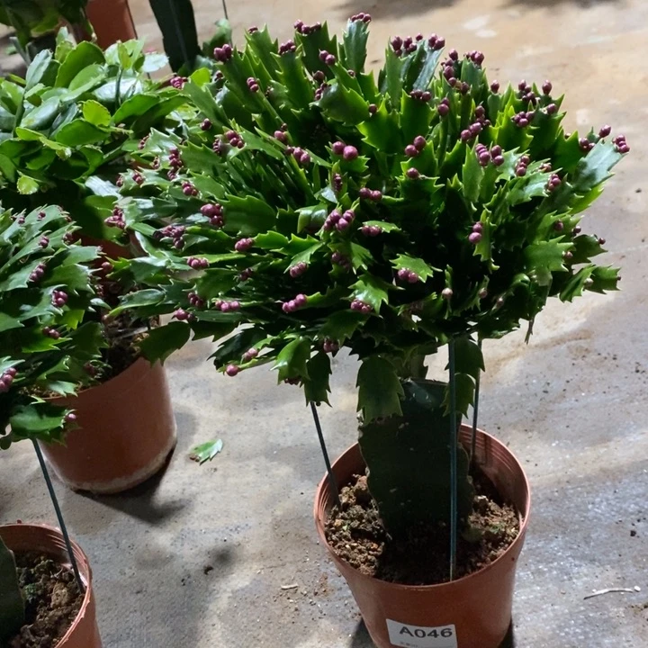 当前无花栽培后可以开花用****4046加勒比