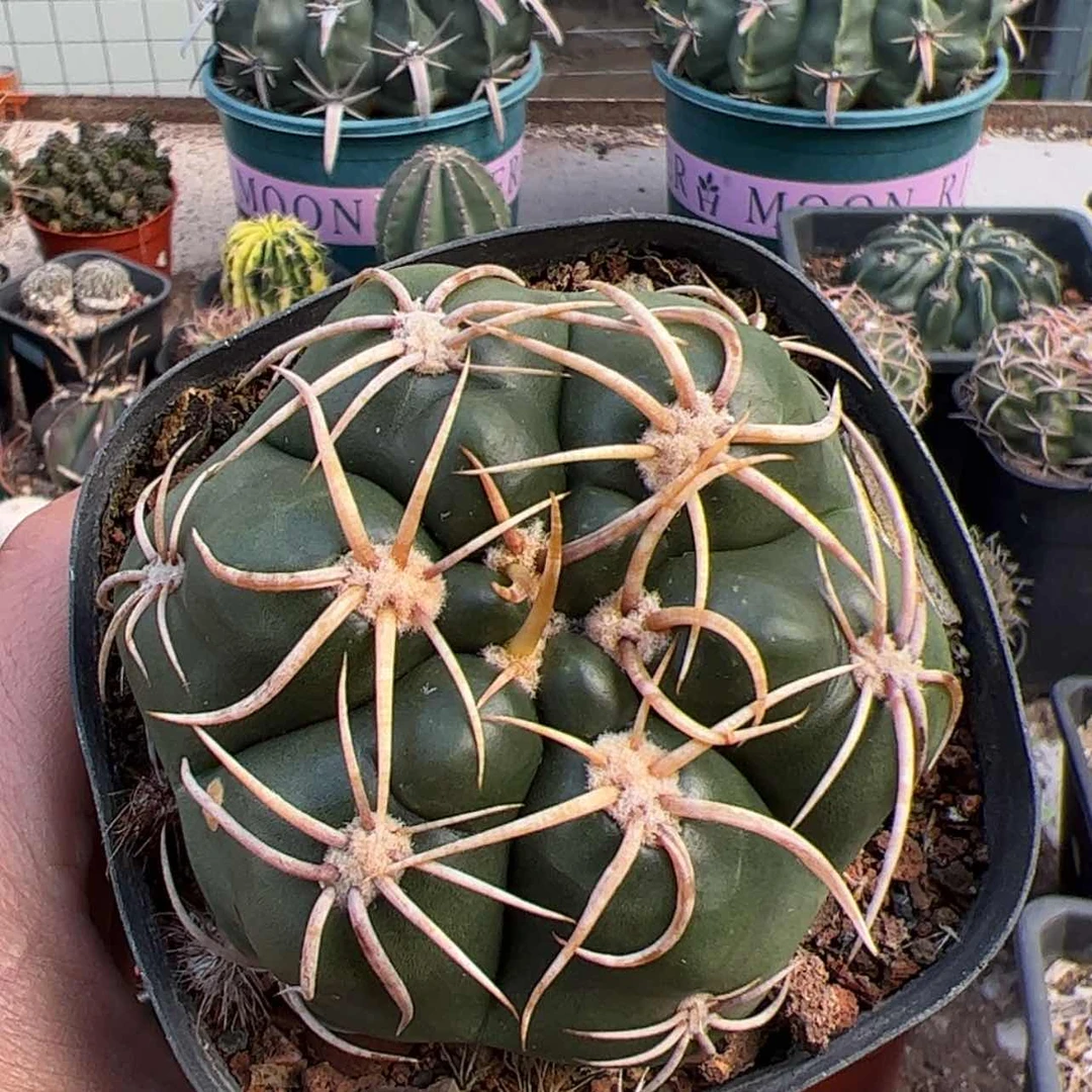 【闪购商品】实生仙人球