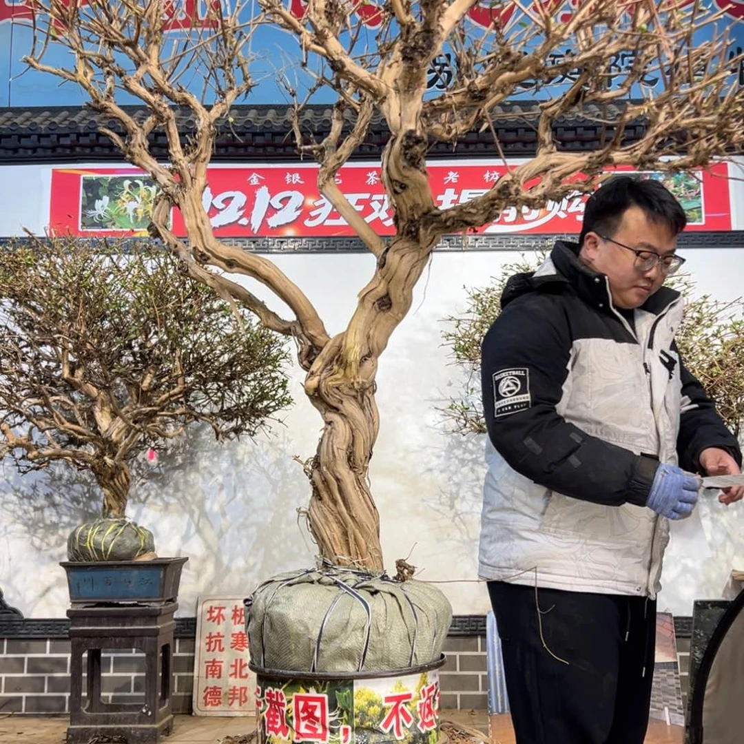 无花朵金银花88885555888888866