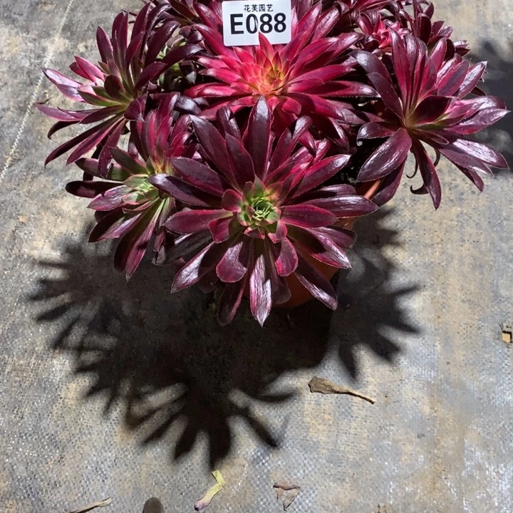 丢***）孔雀锦0880000000000