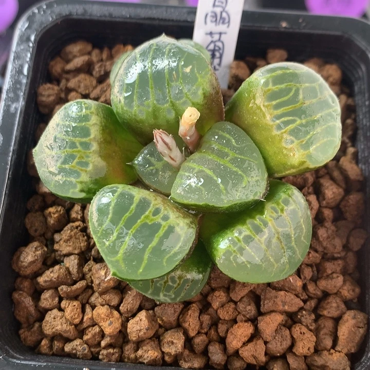 水晶葡萄一物一拍