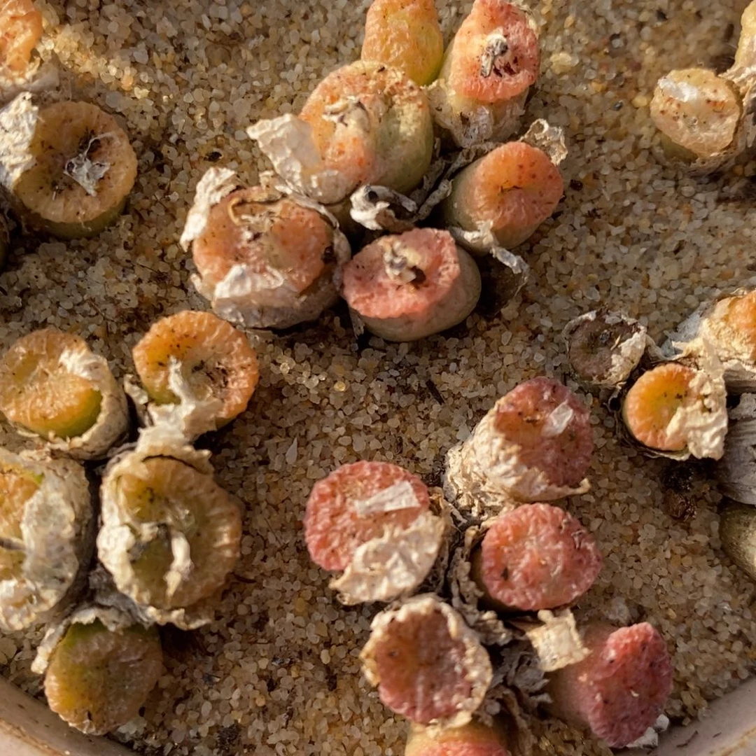 五头以上蜜-枣一群