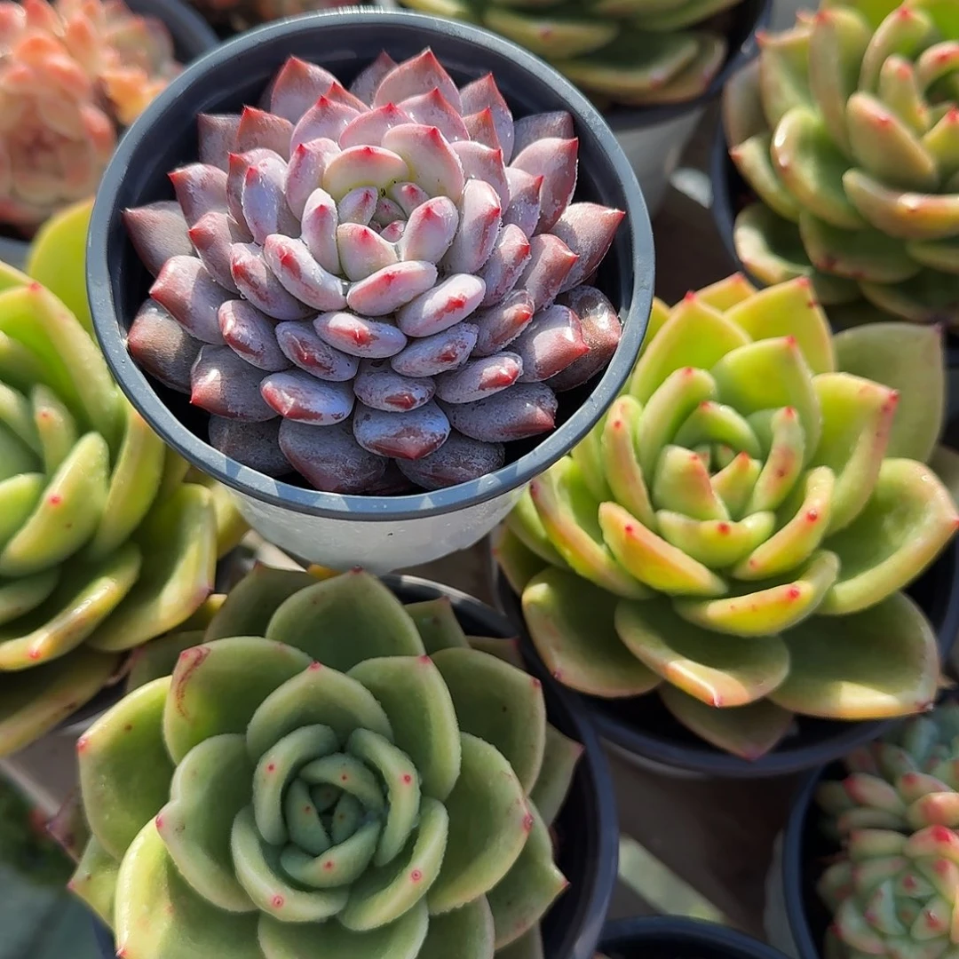玉芙蓉多肉植物精品