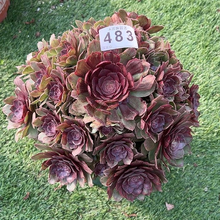 483红丝绒多肉植物